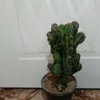 کاکتوس صخره ای  بافت درشت