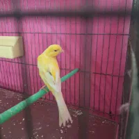 قناری نر کشیده