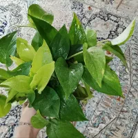 انواع گل