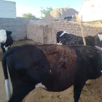 گوساله ماده