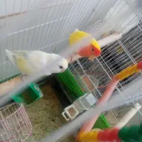 عروس هلندی دستی کوتوله برزیلی جفت تکی