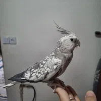 عروس هلندی
