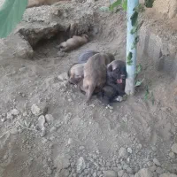 میکس سرابی وپژدر