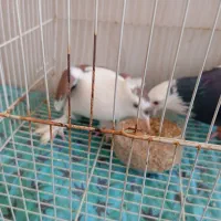 کفتر|پرنده|تربت‌حیدریه, داروپخش|دیوار