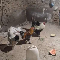 خروس برهما