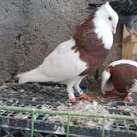 کبوتر کفتر طوقی