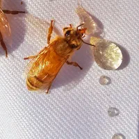کلنی زنبورعسل و ملکه
