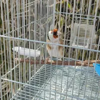 سهره ماده آماده دورگ زاغ قناری