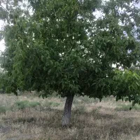 زمین-4300-متری-امیرزکریا