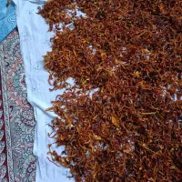 فلفل دلمه خشک شده کاملآ بهداشتی