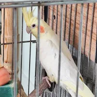 عروس هلندی نر و ماده