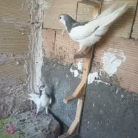 کفتر|پرنده|مشهد, شهرک بهارستان|دیوار