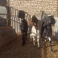 سه راس بز با پنج بزغاله نقد ومدت هم میدم