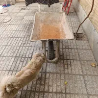 فرغون دست دوم