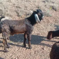 فروش بز نر
