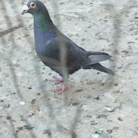 کبوتر