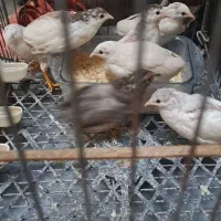 بلدرچین مینیاتوری
