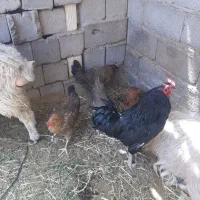 مرغ تخمگزار راور