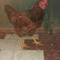 خروس 8ماه 1200