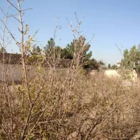 730-متر-سند-تک-برگ-مرق