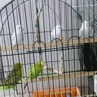فروش مرغ عشق