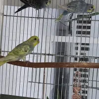 مرغ عشق رینبو رنگ خاص