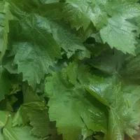 برگ مو تازه