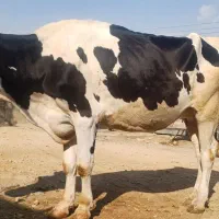 گاو هلشتاین