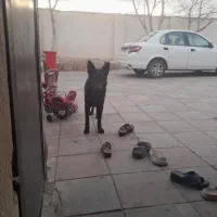 سگ ماده ژرمن بلک