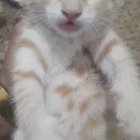بچه گربه ملوس خونگی