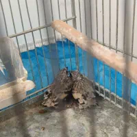 دوتا جوجه سهره وسهره 7ماه قفس
