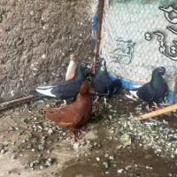 کفتر