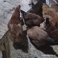 مرغ گلپایگانی  یکساله تخم گذار