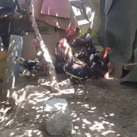 مرغ و خروس گلین لری اصیل کرچ شو تخم گذار