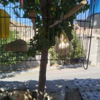 عروس هلندی نر لوتینو