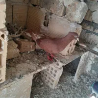 ۶دانه دم سفید و ۴تاطوقی