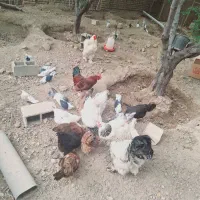 خروس برهما لایت اصیل