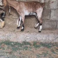 گیسه خوشرنگ