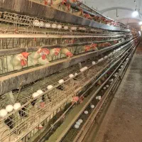 فروش ۳۰۰۰ عدد مرغ تخم گذار با راندمان ۸۰٪