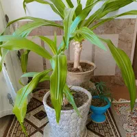 گل ،اشک ملکه
