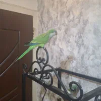 طوطی راهب