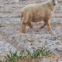 بره برشن و محلی