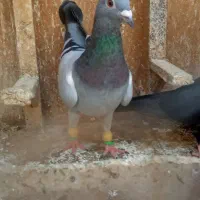 سبزالمانی مسافتی