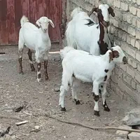 یک عدد بزپاکستانی جوان شیرابادوتابزغاله نر بزرگ