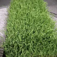توم نشا هاشمی
