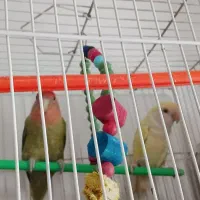 پرنده