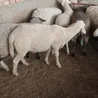 بره نر شیرمست بدون دنبه.اقتصادی به انتخاب مشتری