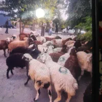 گوسفند زنده با قصاب