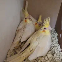 عروس هلندی