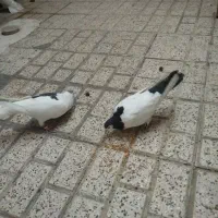 یک جفت کفتر خال آبی و خال سیاه